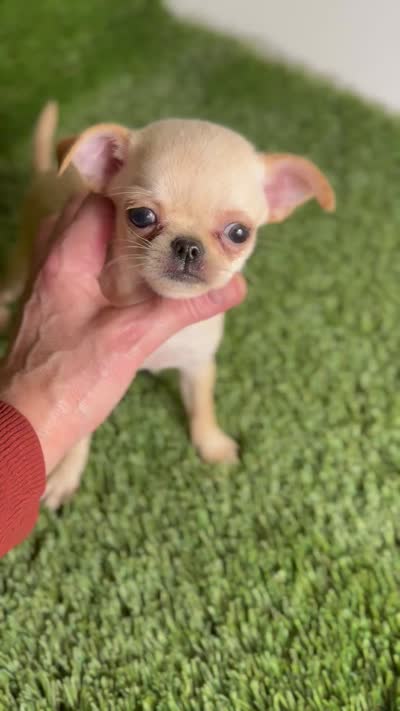 Buttercup Teacup Small Apple head , a female Chihuahua for sale in Houston, TX – 10 of 10
