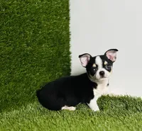 Pedro Tri colored Gorgeous , a male Chihuahua for sale in Houston, TX – 7 of 10