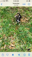 Micro Kingsley   Tri colored, a male Chihuahua for sale in Houston, TX – 5 of 6