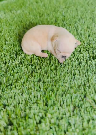 Buttercup Teacup Small Apple head , a female Chihuahua for sale in Houston, TX – 9 of 9