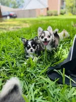 Libby Lou , a female Chihuahua for sale in Houston, TX – 7 of 10