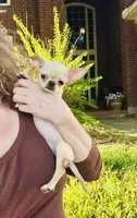 Buttercup Small Apple head , a female Chihuahua for sale in Houston, TX – 3 of 10