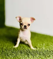 Buttercup Teacup Small Apple head , a female Chihuahua for sale in Houston, TX – 3 of 10