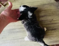 Libby Lou , a female Chihuahua for sale in Houston, TX – 4 of 10