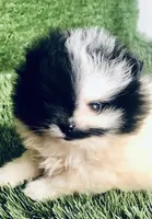 Unique Phantom  OMG LOOK Micro Teacup, a female Pomeranian for sale in Houston, TX – 4 of 8
