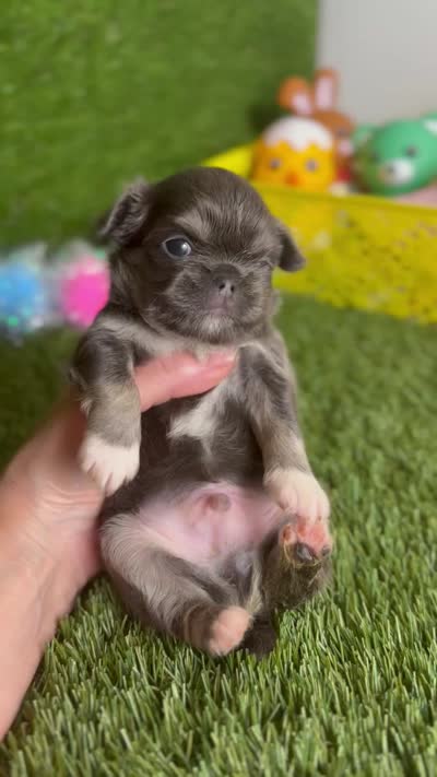 AKC   B-U-G-A-T-T-I, a male Chihuahua for sale in Houston, TX – 6 of 10