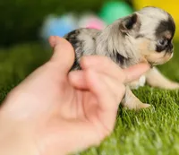 AKC Crumble, a female Chihuahua for sale in Houston, TX – 2 of 10