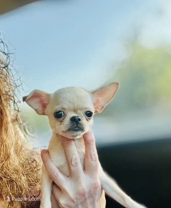 Buttercup Small Apple head  – Chihuahua puppy for sale in Houston, TX