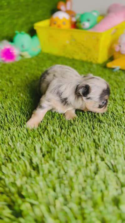 AKC Crumble, a female Chihuahua for sale in Houston, TX – 10 of 10