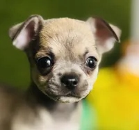 MudPie, a male Chihuahua for sale in Houston, TX – 8 of 10