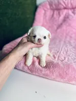 DASH, a female Chihuahua for sale in Houston, TX – Photo 4 of 10