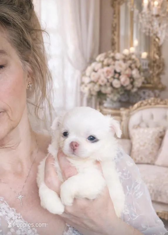 DASH – Chihuahua puppy for sale in Houston, TX