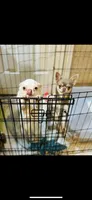 DASH  *video, a female Chihuahua for sale in Houston, TX – 5 of 8