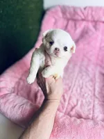 DASH, a female Chihuahua for sale in Houston, TX – Photo 6 of 10