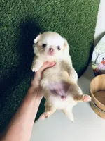 DASH, a female Chihuahua for sale in Houston, TX – Photo 7 of 10