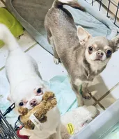 DASH, a female Chihuahua for sale in Houston, TX – Photo 10 of 10