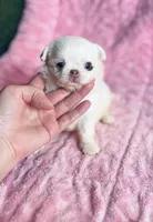 DASH, a female Chihuahua for sale in Houston, TX – Photo 9 of 10