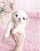 DASH  *video, a female Chihuahua for sale in Houston, TX – 4 of 8