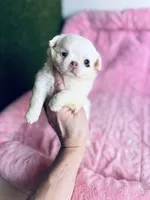 DASH, a female Chihuahua for sale in Houston, TX – Photo 5 of 10