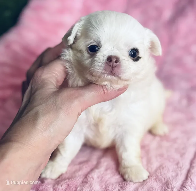 DASH – Chihuahua puppy for sale in Houston, TX