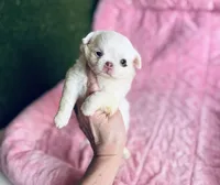 DASH, a female Chihuahua for sale in Houston, TX – Photo 2 of 10