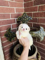 DASH, a female Chihuahua for sale in Houston, TX – Photo 8 of 10