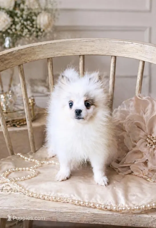 Dream – Pomeranian puppy for sale in Houston, TX
