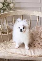 Dream, a female Pomeranian for sale in Houston, TX – Photo 1 of 4