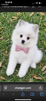 Dream, a female Pomeranian for sale in Houston, TX – Photo 2 of 4