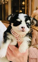 Birkin , a female Chihuahua for sale in Houston, TX – 10 of 10