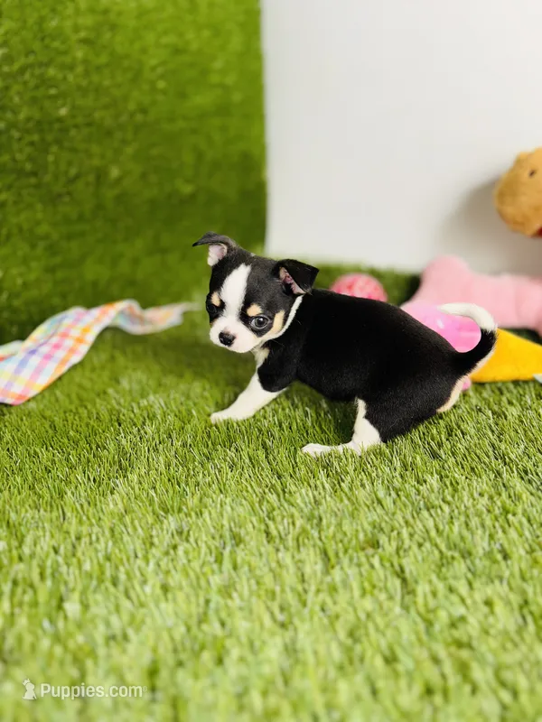 Pedro Tri colored Gorgeous!  – Chihuahua puppy for sale in Houston, TX