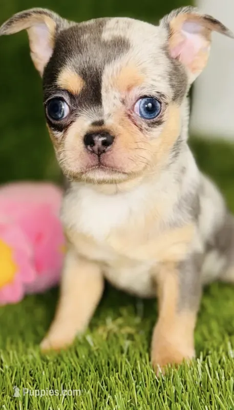 Bubbles blue merle blue eye – Chihuahua puppy for sale in Houston, TX
