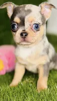 Bubbles blue merle blue eye, a female Chihuahua for sale in Houston, TX – 1 of 10