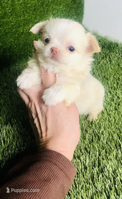 Cloud NINE  – Chihuahua puppy for sale in Houston, TX