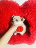 Picasso’s Misty Rain, a female Chihuahua for sale in Houston, TX – Photo 8 of 10