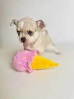 Picasso’s Misty Rain, a female Chihuahua for sale in Houston, TX – Photo 6 of 10