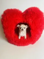 Picasso’s Misty Rain, a female Chihuahua for sale in Houston, TX – Photo 3 of 10