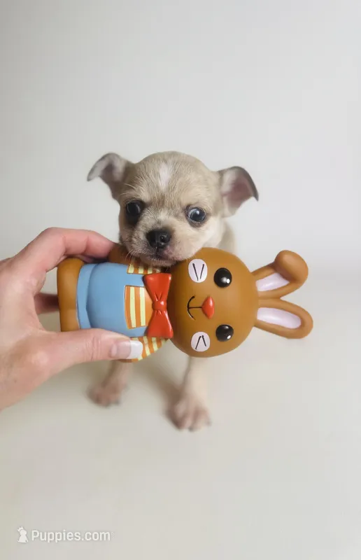 Picasso’s Misty Rain