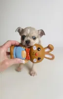 Picasso’s Misty Rain, a female Chihuahua for sale in Houston, TX – Photo 1 of 10