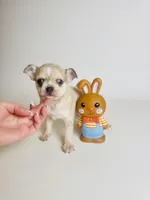 Picasso’s Misty Rain, a female Chihuahua for sale in Houston, TX – Photo 5 of 10