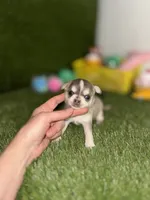 AKC PEBBLES, a female Chihuahua for sale in Houston, TX – 4 of 10