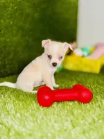 Blue eyed Remington REMI  , a male Chihuahua for sale in Houston, TX – 6 of 8