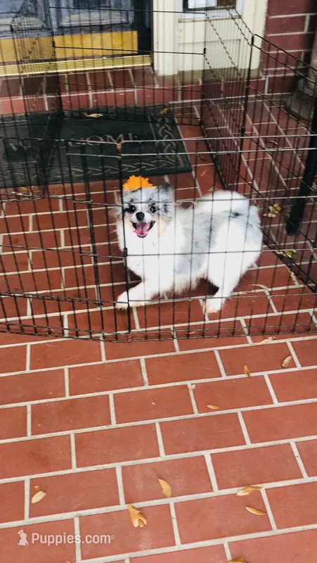Blueberry baby – Pomeranian puppy for sale in Houston, TX