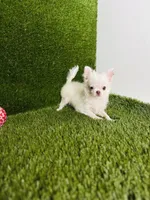DASH  *NEW video updated 6/19/26, a female Chihuahua for sale in Houston, TX – 6 of 10