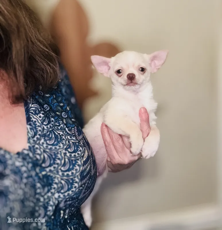Kilo update 10/10/26 – Chihuahua puppy for sale in Houston, TX