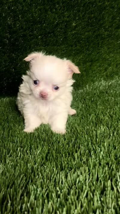 Cloud NINE , a male Chihuahua for sale in Houston, TX – 10 of 10