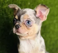 REY Rain Drop blue merle blue eye, a female Chihuahua for sale in Houston, TX – 4 of 10