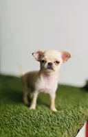 Buttercup Teacup Small Apple head , a female Chihuahua for sale in Houston, TX – 2 of 10