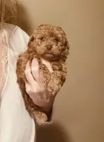 Cookie Butter Baby , a male Poodle - Toy  for sale in Houston, TX – Photo 1 of 10