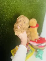 Cookie Butter Baby , a male Poodle - Toy  for sale in Houston, TX – Photo 6 of 10